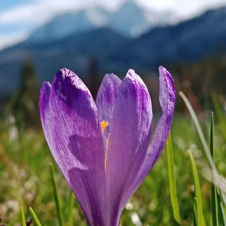 Chalet Dom Na Groniu